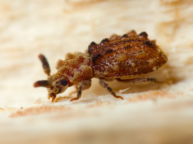 Nosodomodes diabolicus (Schaufuss, 1862)